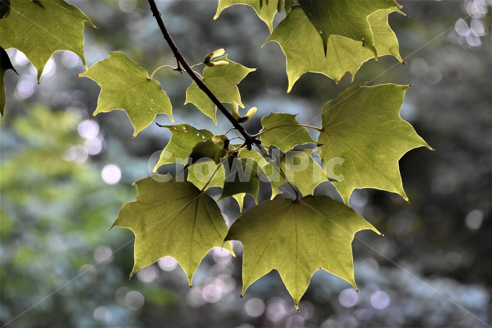 가을,식물,나무,자연,나뭇잎,식물,자연,plants,nature