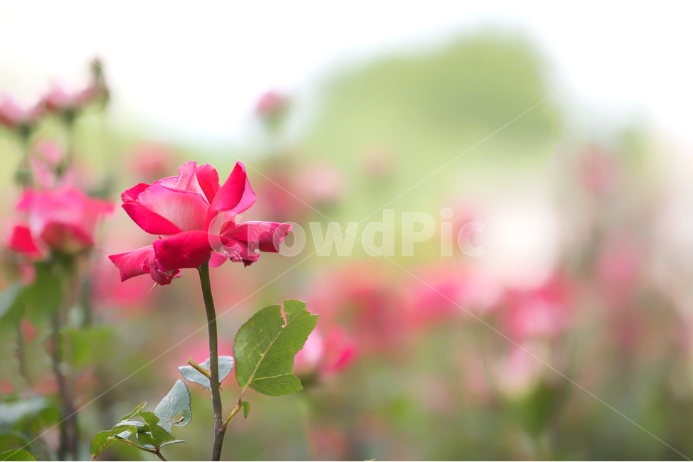 자연,봄,꽃,감성,장미,식물,자연,plants,nature,꽃,flower,감성,sensible,feeling