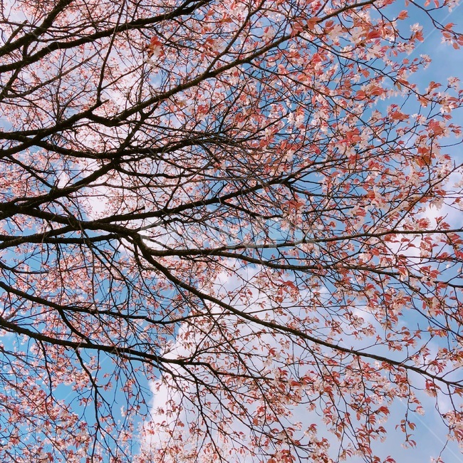 봄,꽃,식물,자연풍경,여름,벛꽃,나무,하늘,봄,계절,spring,season,식물,자연,plants,nature,꽃,flower,leaf,잎,plant,tree