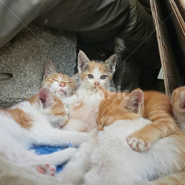 고양이,잠,새끼고양이,길고양이,발바닥