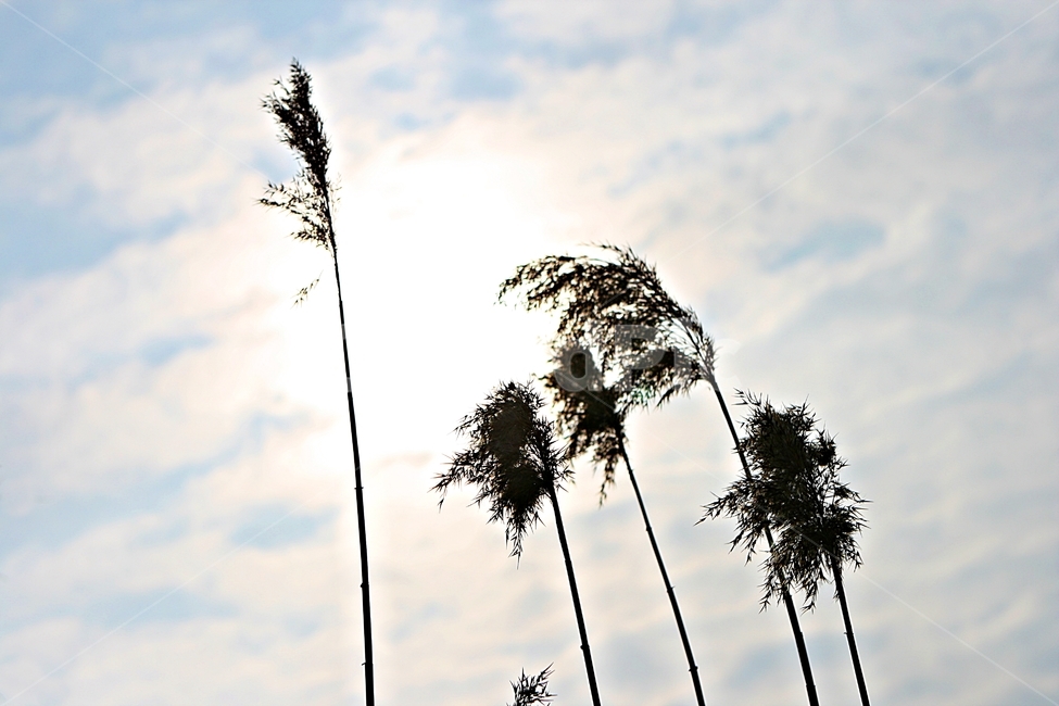 갈대,식물,역광,하늘,자연,가을,계절,fall,autumn,season,식물,자연,plants,nature,grass,잔디,plant