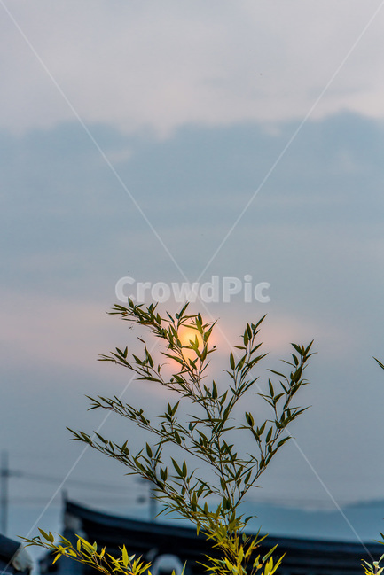 일몰,석양,기와,고택,대나무,식물,자연,plants,nature