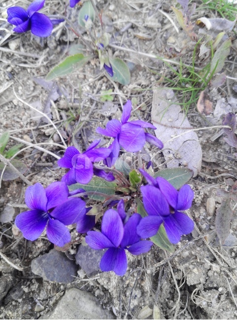 제비꽃,식물,보라색,봄,꽃,야생화,식물,자연,plants,nature,꽃,flower