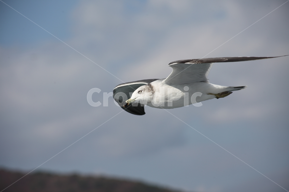 갈매기,바다새,대형조류,commongull,mewgull,동물,animal,조류,새,birds