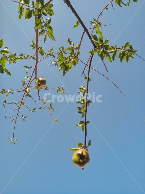석류나무,석류열매,pomegranate,punicagranatum,석류