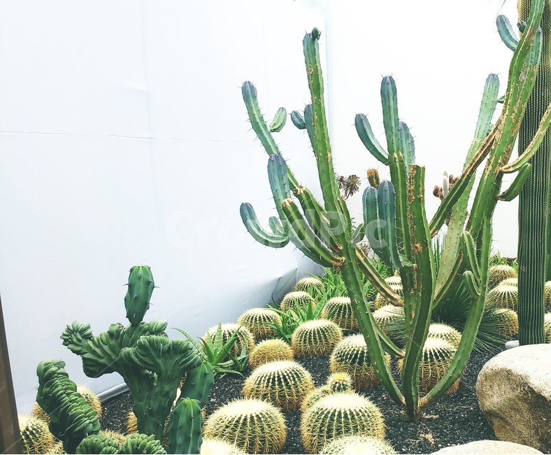 선인장,cactus,감성,표지,식물,공원,식물,자연,plants,nature