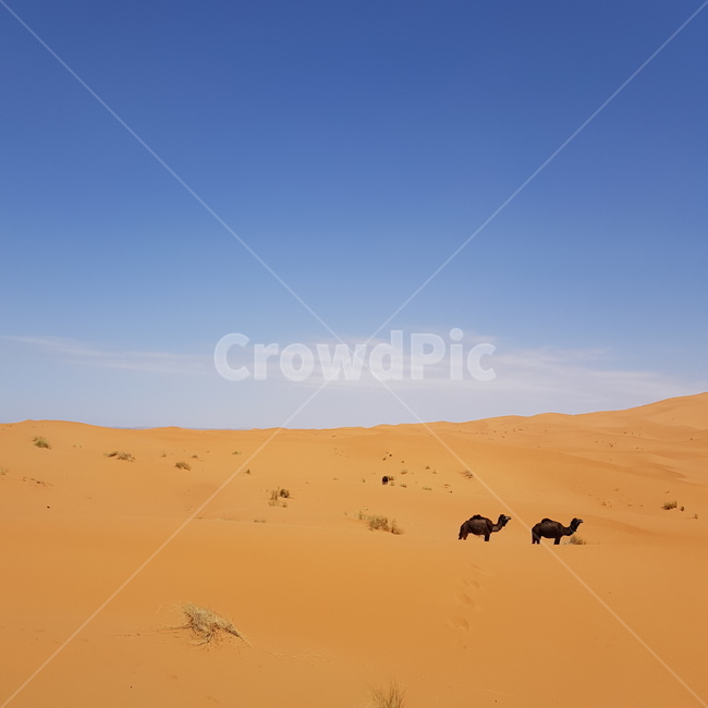 사막,desert,낙타,모래,사막동물,자연,풍경,nature,landscape,해외,외국,세계,foreign,oversea,world,세계자연풍경,해외자연풍경,외국자연풍경,world nature landscape,soil,흙,sand,outdoors,옥외,dune,모래 언덕