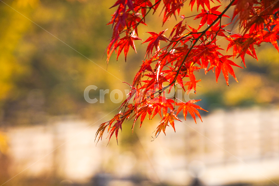 가을,단풍,계절,감성,나무,식물,햇살,가을,계절,fall,autumn,season,leaf,잎,plant,tree