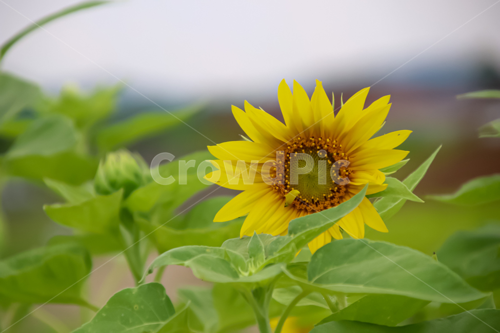plant,식물,flower,꽃,blossom,해바라기,가을,여름,식물,자연,plants,nature,꽃,flower