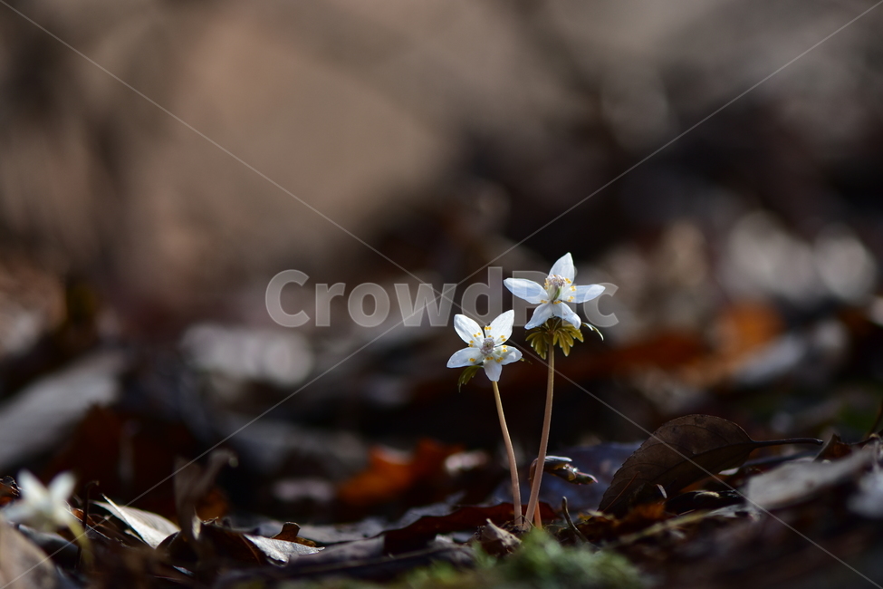 너도바람꽃,야생화,봄,꽃,풀꽃,자연,식물,식생,감성,힐링,plants,nature,spring,season,flower,emotion,feeling,흰색,초본,너도바람꽃속