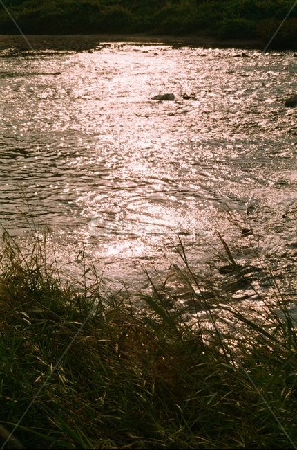 grass,plant,식물,lawn,물,water,옥외,outdoors,잔디,자연,풍경,nature,landscape