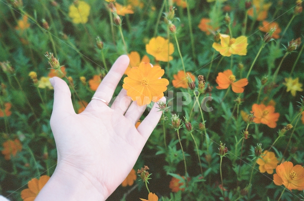 가을,코스모스,공원,하늘,산책,손,꽃,농원,농장,그림자,나무,풍경,동네,stroll,sky,fall,autumn,green,blue,필름,아날로그풍경,analog