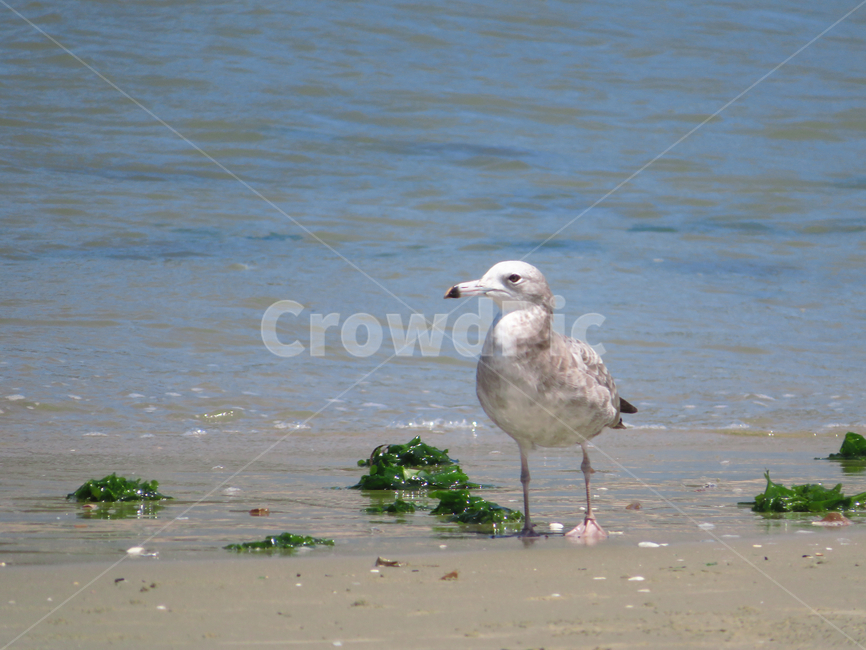 bird,새,animal,동물,seagull,갈매기,바다,해변,coast,beach,해안선,해안,coastline,동물,animal,조류,새,birds