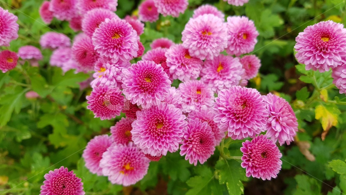 꽃,국화,꽃축제,식물,화단꽃,식물,자연,plants,nature,꽃,flower