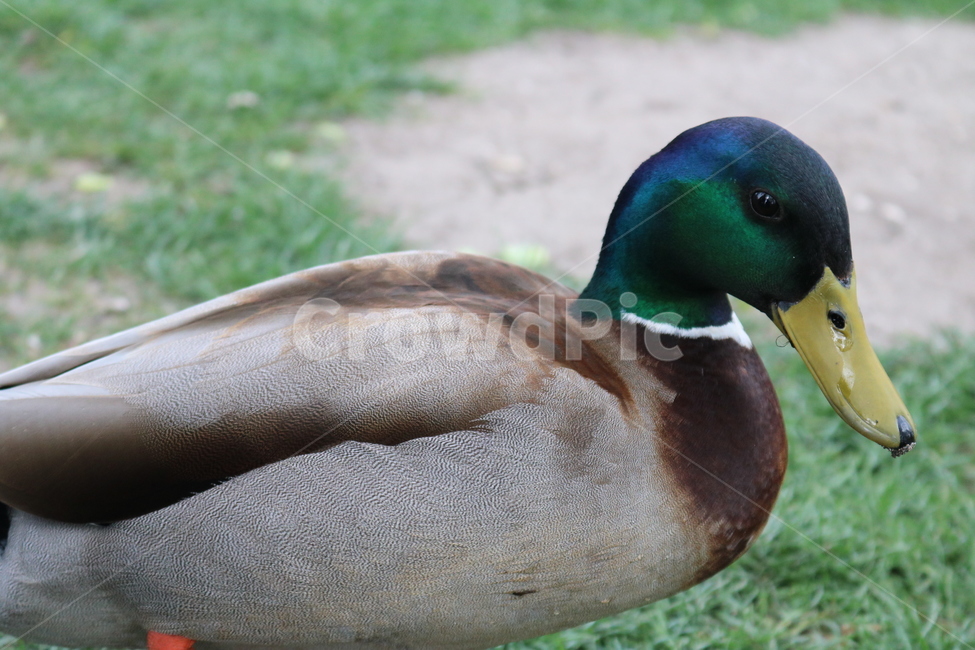 청둥오리,bird,새,물새,waterfowl,동물,animal,동물,animal,조류,새,birds