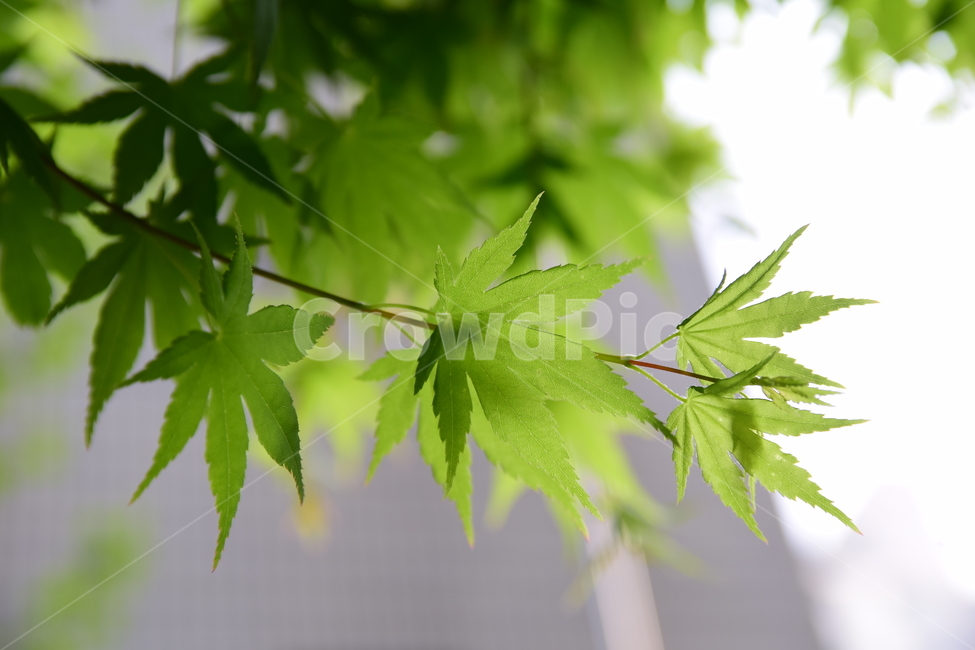 단풍,청단풍,단풍잎,잎사귀,녹색잎,초록,자연,식물,plants,nature,힌하늘,하늘