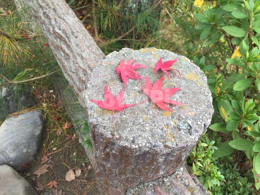 낙엽,가을,계절,season,일본