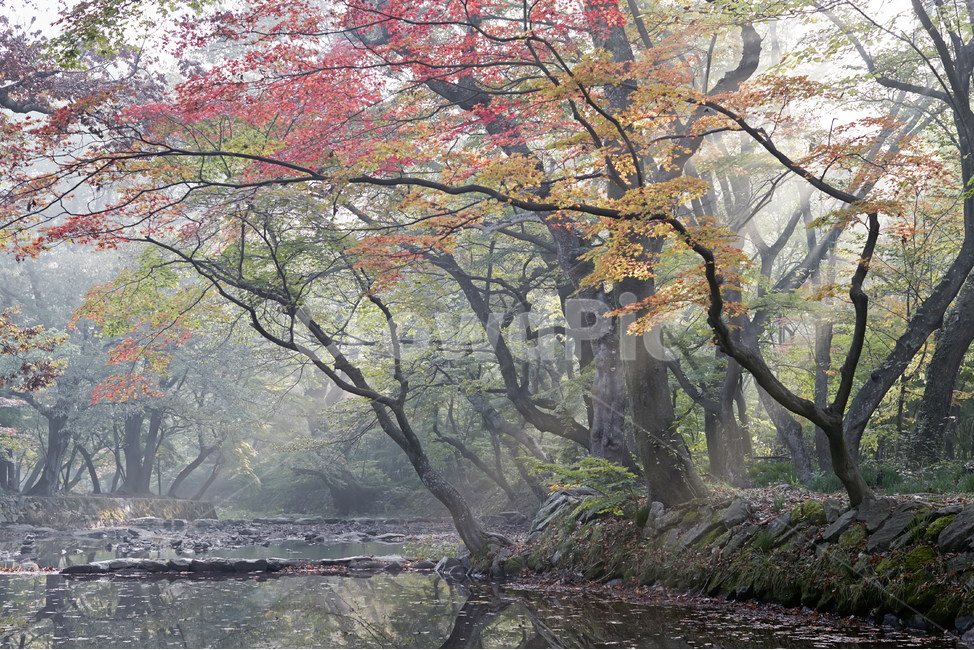 단풍,선운사,아침,가을,고요,가을,계절,fall,autumn,season,자연,풍경,nature,landscape,한국자연풍경,한국자연경관,korea nature landscape,식물,plants,나무,trees,wood,plant,tree,tree trunk,나무 줄기
