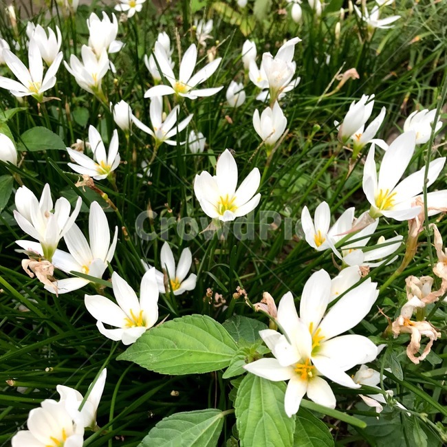 식물,plant,흰색,꽃,flower