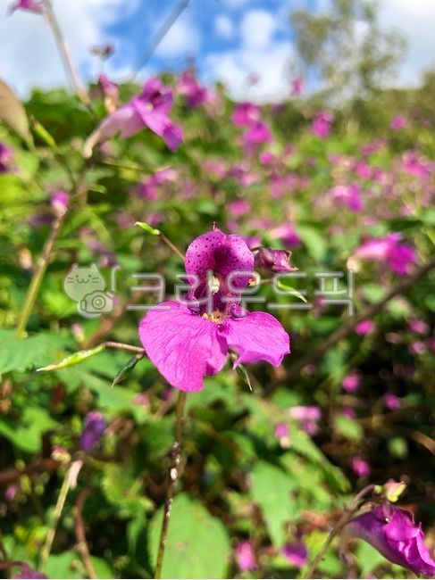 물봉선화,보라색꽃,들꽃,야생꽃,꽃배경,자연,꽃,가을꽃