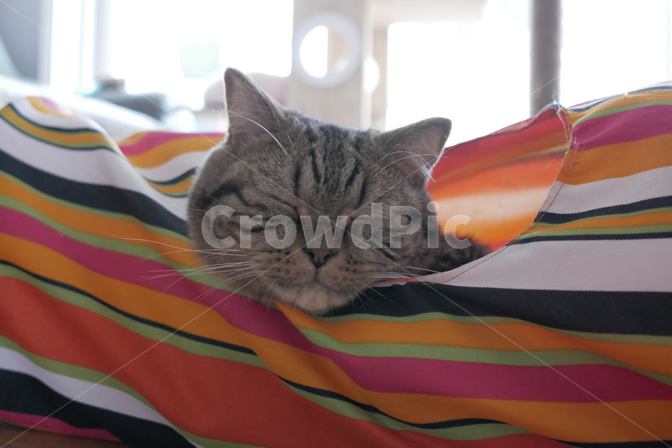 고양이,개냥이,표정,애교,동물,얼굴,귀여운,동물,animal,포유류,mammal,고양이,cat,kitten,kitty