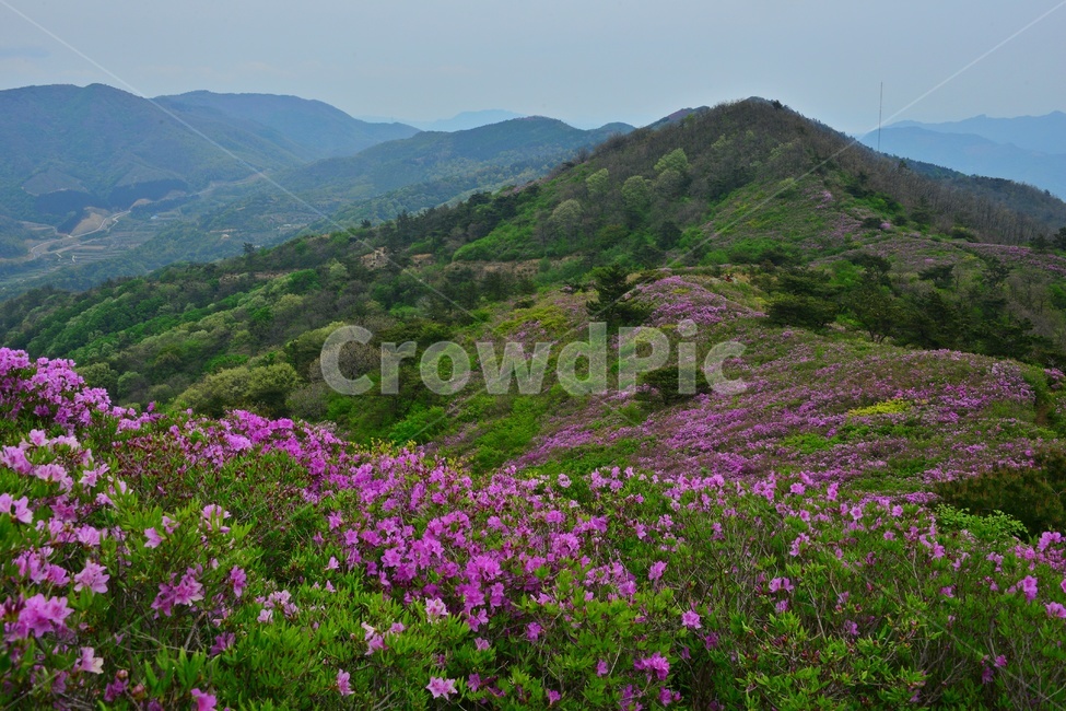 hill,언덕,flower,blossom,꽃,plant,식물,outdoors,옥외,nature,자연,경치,경관,풍경,보성,초암산,초암산봄,조암산철쭉꽃,절쭉꽃,철쭉