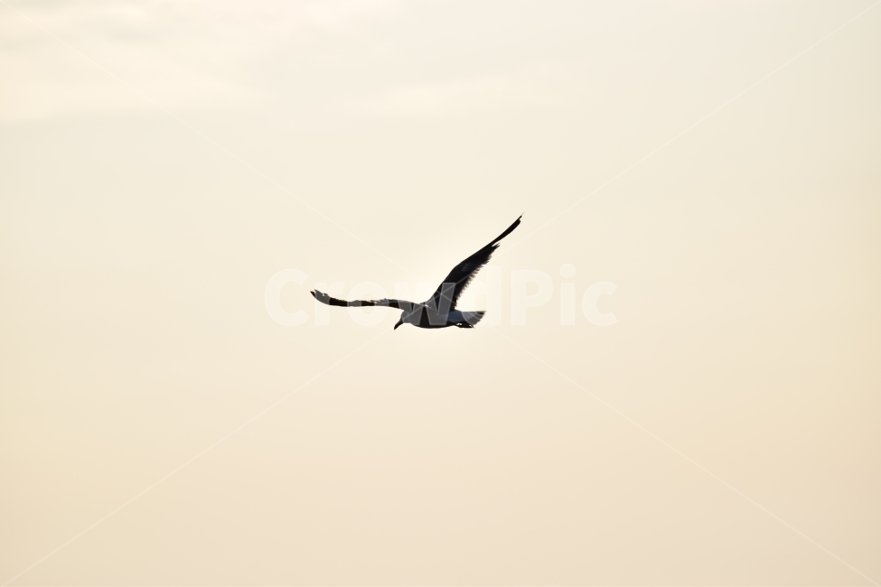 새,비상,하늘,동물,갈매기,동물,animal,조류,새,birds