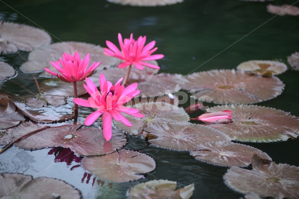 수련,연꽃,반영,물,자연,꽃,연잎,분홍,초록,식물,자연,plants,nature,꽃,flower