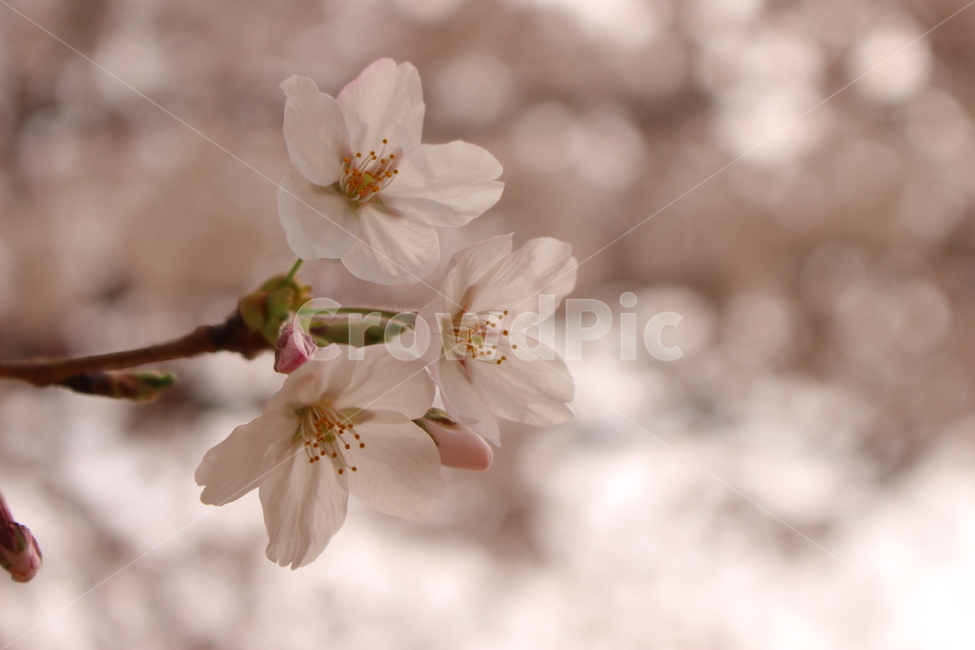 plant,식물,blossom,꽃,flower,벚꽃,spring,봄꽃,자연,보케,bokeh,분홍색,분홍꽃