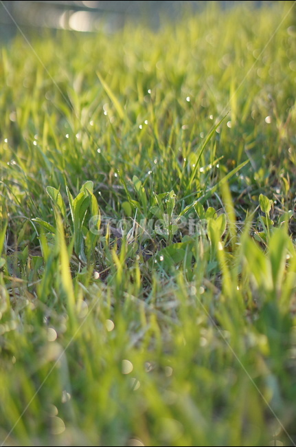 아침,이슬,봄,잔듸,빛,풍경,식물,자연,plants,nature,휴식,힐링,rest,relaxation,healing