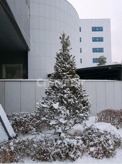 tree,나무,plant,식물,snow,눈,조명,크리스마스트리,christmastree,christmas,겨울,계절,winter,season