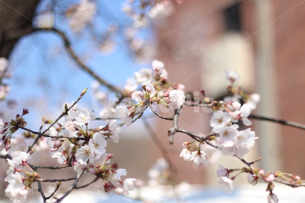 봄,계절,Season,Spring,벚꽃,Cherryblossom,봄,계절,spring,season,식물,자연,plants,nature,꽃,flower,plant,blossom