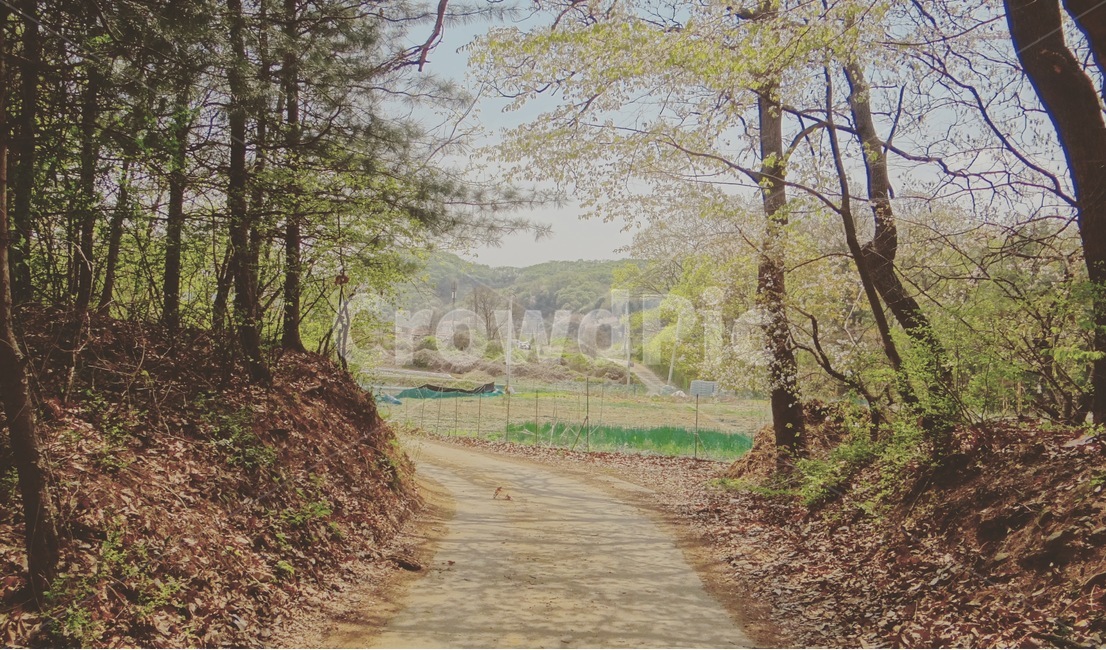 시골,풍경,감성,감성사진,4월,봄,나무,길,숲,오후,낮,하늘,설렘,초록,녹색,푸른,sensitivility,forest,april,spring,sky,green,road,시골감성,시골풍경,자연,풍경,nature,landscape,tree,plant,식물,ground,바닥,tree trunk,나무 줄기,dirt road,흙길,gravel,자갈,도로