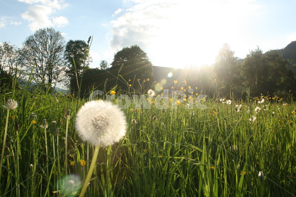 민들레,홀씨,태양,자연,풍경,빛,natural,nature,flower,sun,자연,풍경,nature,landscape,식물,plants,꽃,flower,plant
