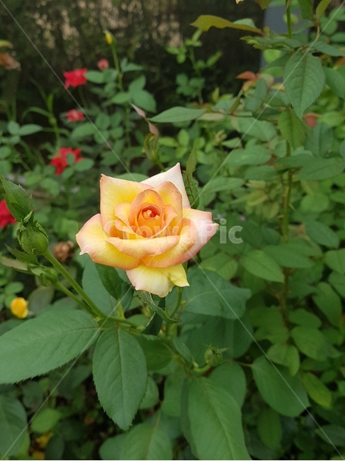 꽃,장미,자연,식물,flower