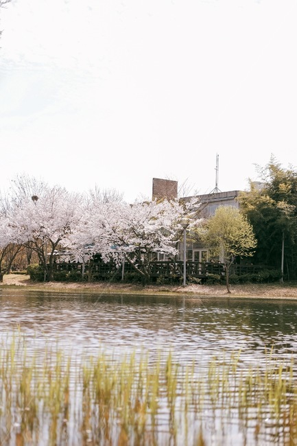 벚꽃,호수,공원,봄,숲,나무,자연,풍경,nature,landscape,plant,식물