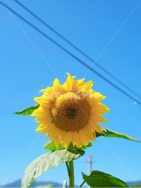 plant,식물,blossom,flower,꽃