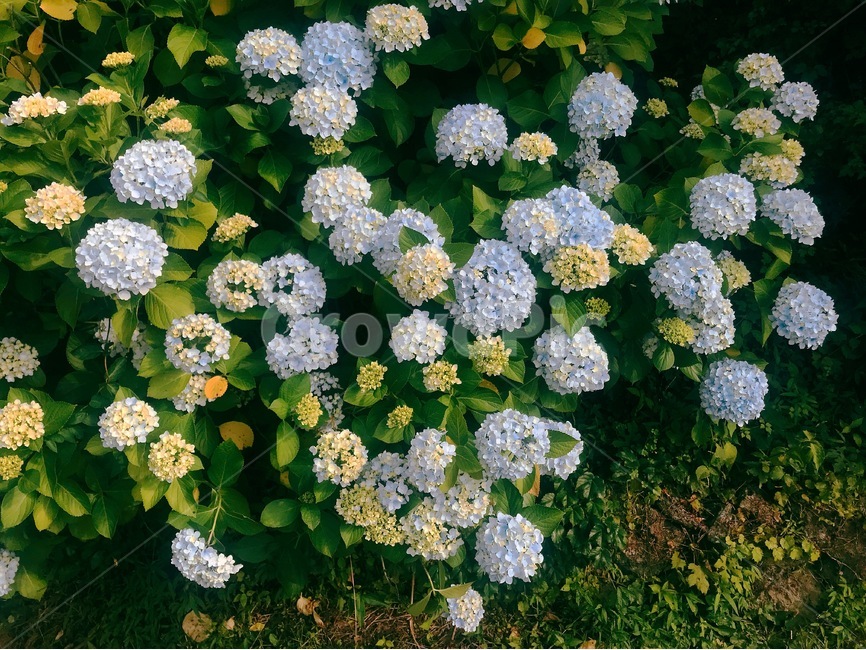 수국,꽃,여름,hydrangea,flower,blossoms,감성사진,식물,자연,plants,nature,꽃,flower,감성,sensible,feeling