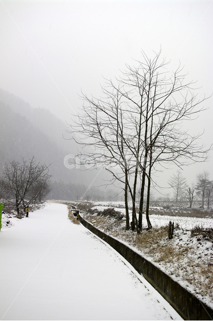 나무,잣나무,눈,겨울,눈길,겨울,계절,winter,season
