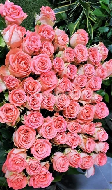 꽃,분홍장미,분홍색,장미,연인,로맨틱,사랑,고백,배경,flower,pinkrose,pink,rose,lover,romantic,love,background,꽃,flower