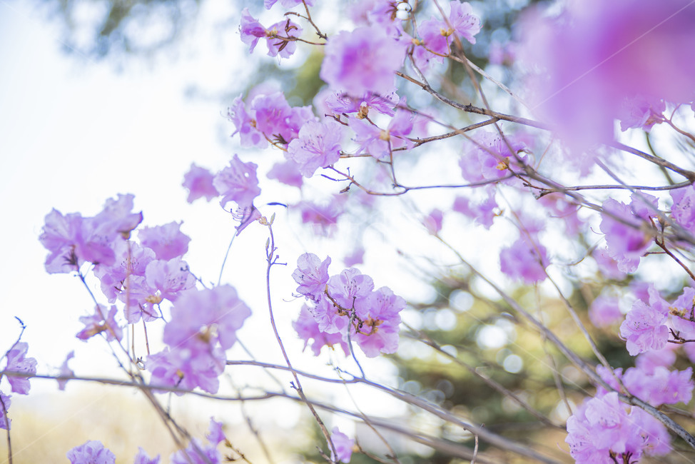 진달래,봄꽃,핑크,분홍,꽃나무,plant,식물,식물,자연,plants,nature,꽃,flower