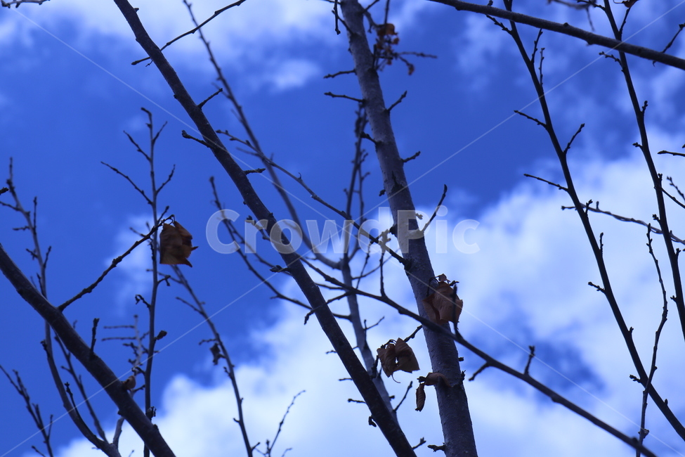 푸른,하늘,구름,나뭇가지,나뭇잎,bluesky