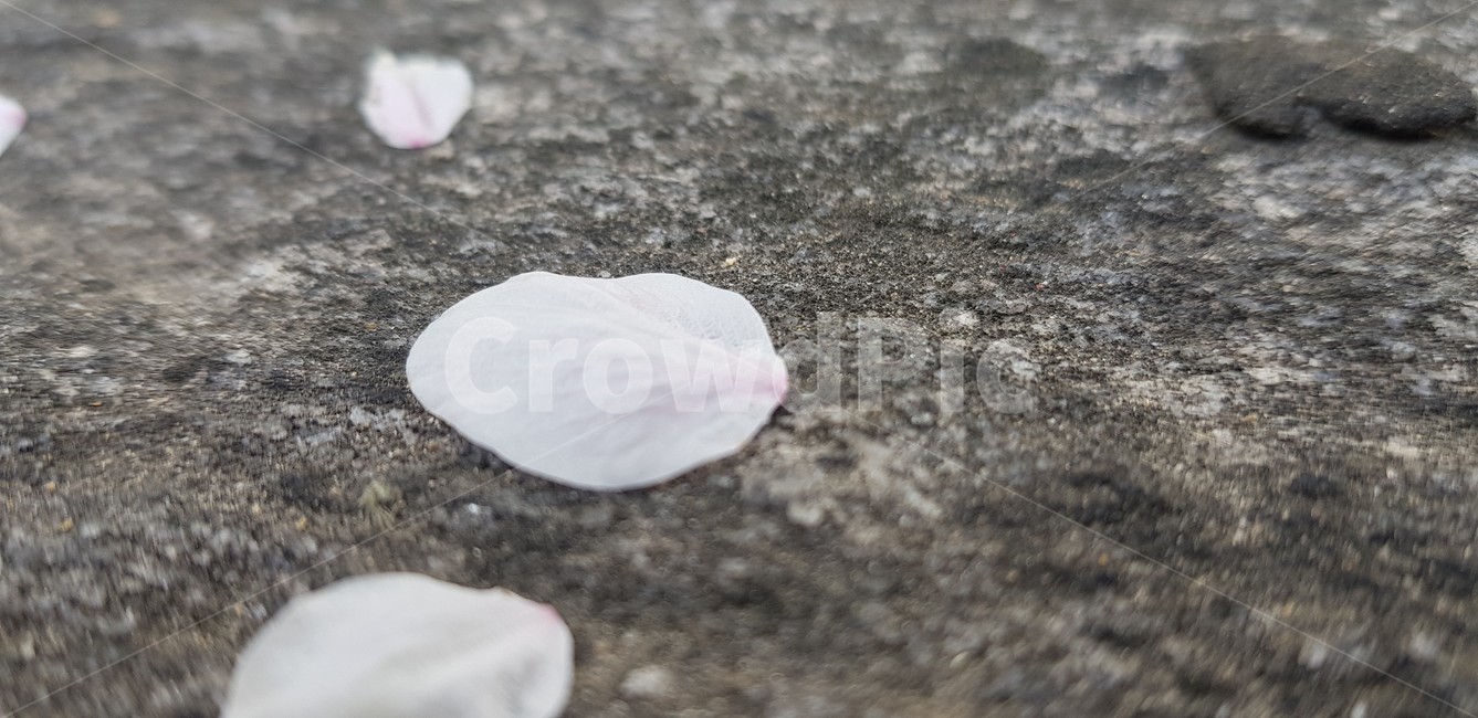 봄,벚꽃,blossom,flower,식물,plant,꽃,vegetation,nature,자연,outdoors