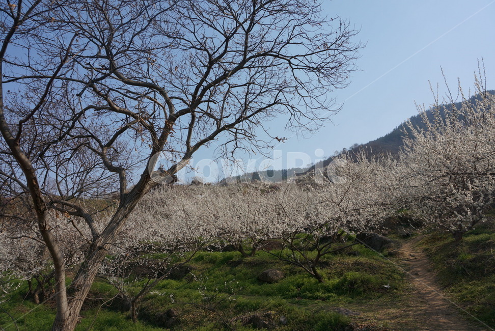 매화마을,매화나무,봄꽃,봄,매화,봄,계절,spring,season,자연,풍경,nature,landscape,한국자연풍경,한국자연경관,korea nature landscape,plant,식물,tree,나무,tree trunk,나무 줄기