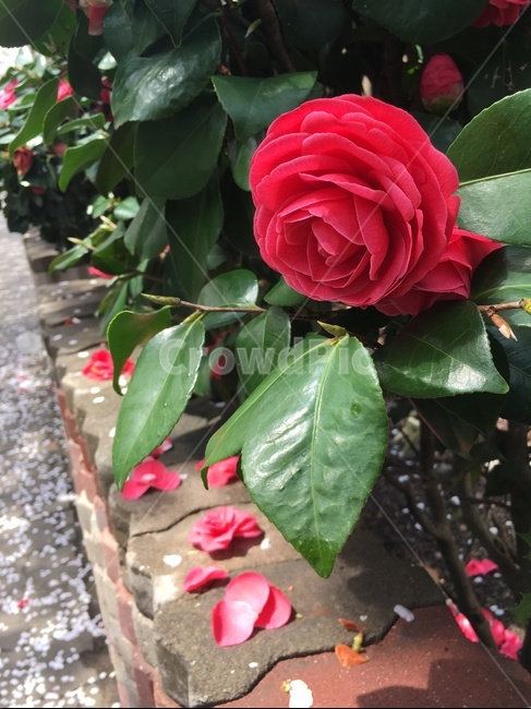동백꽃,동백,꽃,flower,camellia