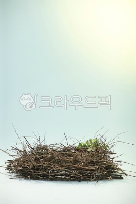 둥지,파스텔배경,파스텔톤,nest,나무,새둥지,둥지모형,나무가지,나뭇가지,branch,pasteltone,배경,background,배경소스,backgroundsource,source,감성색감,colorsense,색감,오브제,objet,sensibility