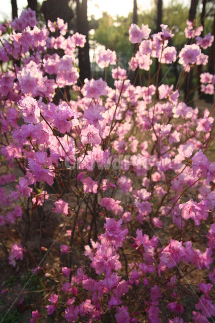 진달래,봄꽃,봄나들이,중앙공원,꽃,blossom,flower,plant,식물