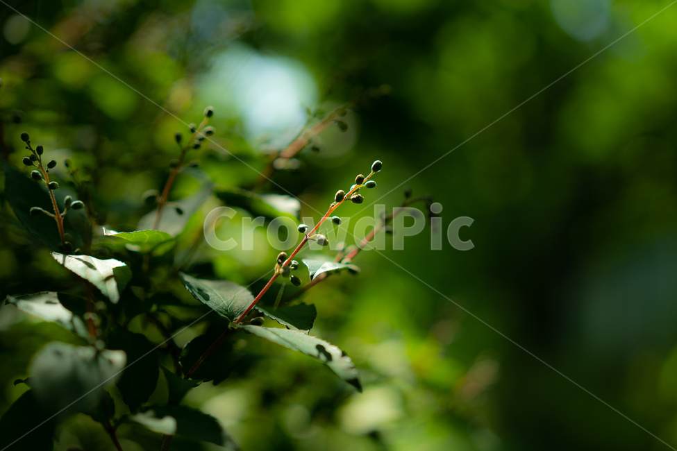 plant,식물,leaf,잎,빛,sunshine,green,초록,식물,자연,plants,nature