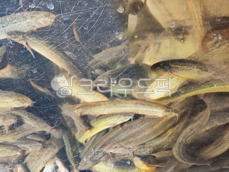 미꾸라지,민물고기,생물,fish,미꾸리,식재료,음식재료,요리재료,국내산,국산,loach,자연산,생선,추어탕재료,식용물고기,식용,물고기,freshwaterfish,food,chutang,loachsoup,edible,ediblefish,어류,fishes,foodingredients,cookingmaterial,foodstuff,수족관,aquarium,수산물,marineproducts,chueotangingredients,slipperyloach,mudfish,chueotang,추어탕,edibility,loachfish,nativeloach,토종미꾸라지