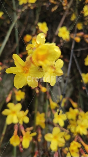 영춘화,중국원산,노란꽃,개나리,봄,봄꽃,blossom,plant,식물,flower,꽃,관상용,개나리꽃